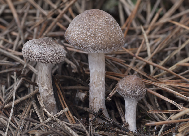 Cortinarius hemitrichus